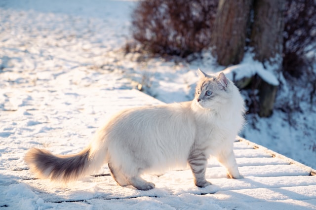 Is de Siberische boskat hypoallergeen?